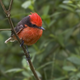 The Darwin’s flycatcher, closely related to the extinct San Cristobal flycatcher.